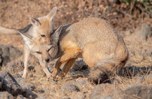 Wild Zeldzame Animal Indian Fox — Stockfoto