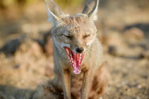 野生の希少動物インディアンフォックス — ストック写真