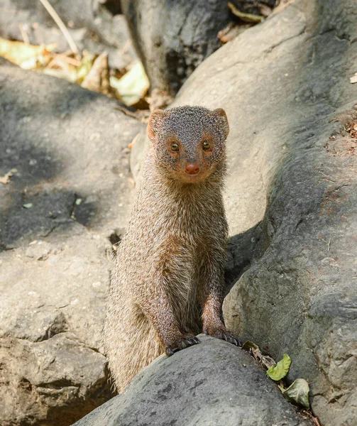 Mangusta egipska osy fotos de stock, imágenes de Mangusta egipska osy