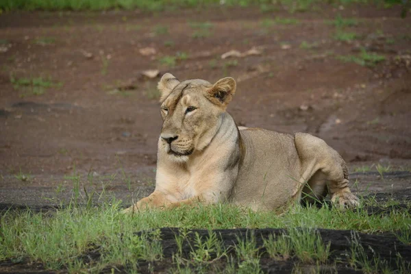 Lioness Grass Savannah Kenya — Stock Photo, Image