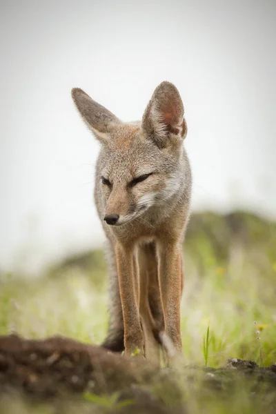 Wild Life Rare Animal Indian Fox