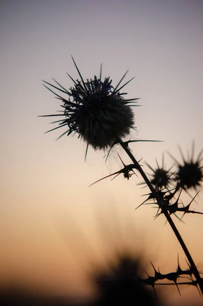 Tumbleweeds Stock Photos, Royalty Free Tumbleweeds Images | Depositphotos