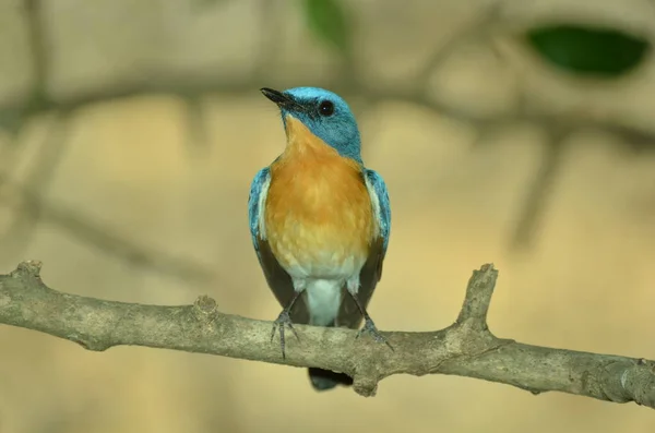 Mooie Kleurrijke Vogel — Stockfoto