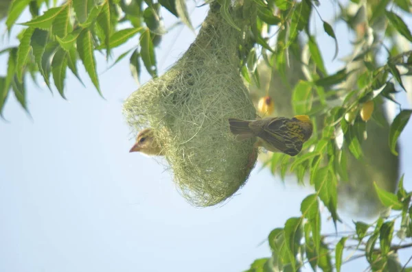 1,068 Baya Weaver Bird Nest Stock Photos - Free & Royalty-Free