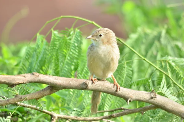 Beautiful Bird Nature — Stock Photo, Image