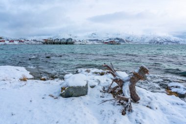 Sahildeki ağaç kütüğü, Kuzey Atlantik kıyısındaki kökler, kışın Norveç 'in Troms adasındaki Hillesya adasında. Sabah ışığında okyanus. Arka planda renkli evler..