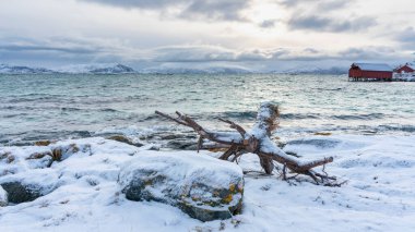 Sahildeki ağaç kütüğü, Kuzey Atlantik kıyısındaki kökler, kışın Norveç 'in Troms adasındaki Hillesya adasında. Sabah ışığında okyanus. Arka planda renkli evler..