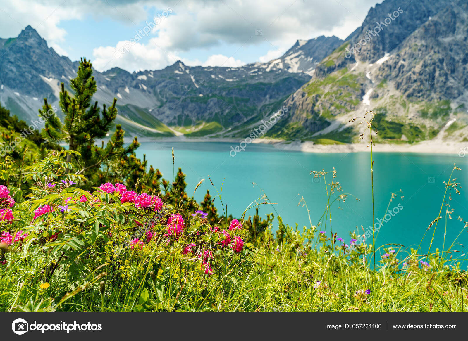 Rosas Alpinas Rojas Prado Montaña Con Lago Montañas Rocosas Fondo — Foto de  stock #657224106 © dieter.kuhn8@gmail.com, image size:1600x1167