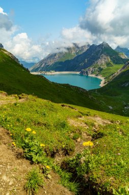 Sarı turuncu arnica, papatya otu, dikişotu, Wolchlower, Avusturya dağlarındaki dağlık bir çayırda, gölde ve dağlarda. Asteracea, ilaç fabrikası, papatya ailesi, yaraları iyileştiren, dezenfekte eden ve ağrıyı azaltan