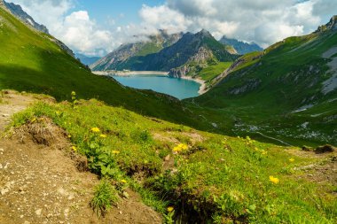 Sarı turuncu arnica, papatya otu, dikişotu, Wolchlower, Avusturya dağlarındaki dağlık bir çayırda, gölde ve dağlarda. Asteracea, ilaç fabrikası, papatya ailesi, yaraları iyileştiren, dezenfekte eden ve ağrıyı azaltan