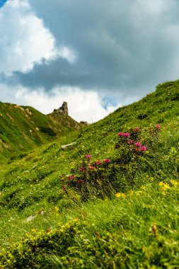 Alp gülleriyle dağlık arazide, rezervuar markası ve dağ sırasının yanında. Vorarlberg Alplerinde bir yaz gününde mavi bulutlu gökyüzü