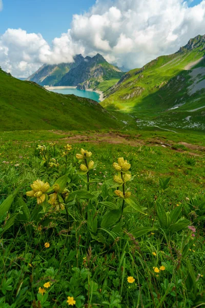 Hermosa Genciana Amarilla Prado Alpino Verde Florecido Con Montañas Lago —  Fotos de Stock