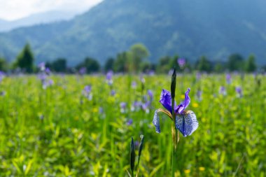 Ren Vadisi, Vorarlberg, Avusturya 'da, arka planda ağaçlar ve dağlarla korunan doğa koruma alanı üzerindeki güzel mavi Sibirya irisleri. Sabah ışığı havası