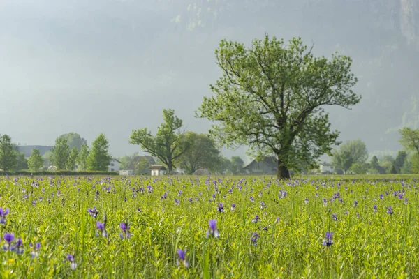 Красивые Сибирские Ирисы Охраняемом Природном Заповеднике Долине Рейна Форарльберг Австрия — стоковое фото