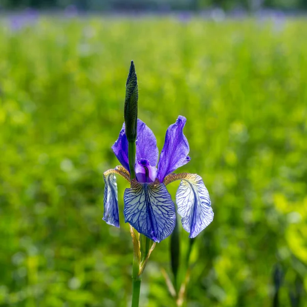 stock image beautiful blue Siberian irises on a nature reserve protected field in the Rhine Valley, Vorarlberg, Austria