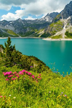Renkli çayırlarda kırmızı alp gülleri turkuaz göl ve arka planda dik dağlar. Brand 'den gelen elektrik deposu üç aşamalı dağcılık ve güzel dağ yürüyüşü dağlarının çiçekli otlaklarıyla çevrili yaz tatilleri için yürüyüş alanı.