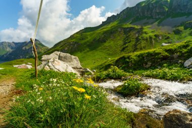 Sarı çiçekler, çiçekli çayırlarda papatyalar dik yamaçlı dağlar ve arka planda elektrik deposu markası. İsviçre sınırındaki Vorarlberg Avusturya 'da alp manzarası. Güneşli bulutlu yaz günü