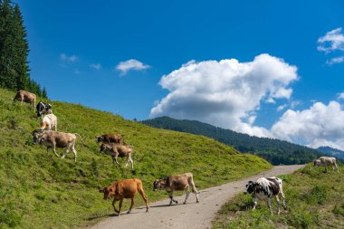 cows crossing the alpine road on farmland in Vorarlberg, Austria. Free-ranging cow in an alpine settlement. cows and cattle roam freely. Alpine three-stage farming in practice