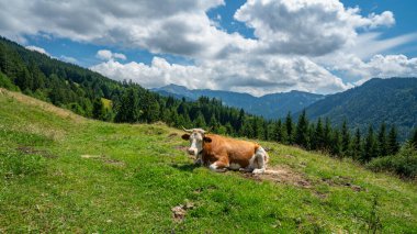 cows crossing the alpine road on farmland in Vorarlberg, Austria. Free-ranging cow in an alpine settlement. cows and cattle roam freely. Alpine three-stage farming in practice
