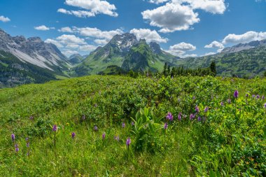 Renkli çayırlardaki alp çiçekleri ve büyük Walser vadisinde kırmızı duvar adı verilen tepe, kayalık dağlar, dik kayalık yamaçlar ve Vorarlberg 'de güneşli bir yaz gününde çayırdaki kayalıklar.