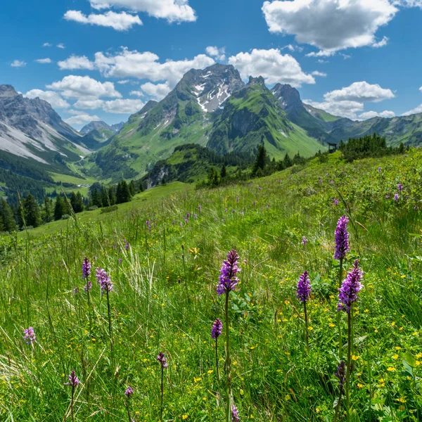 Alpenblumen Auf Farbigen Wiesen Und Die Rote Wand Großen Walsertal — Stockfoto