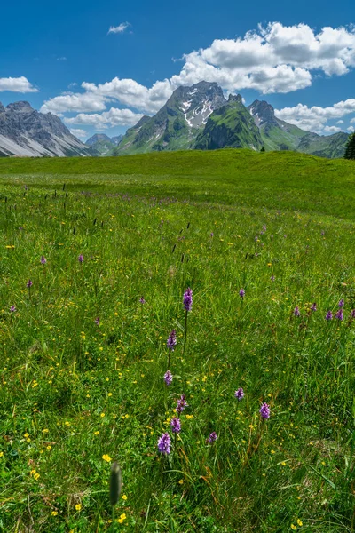 stock image alpine flowers on colored meadows and the peak called red wall in the great valley of Walser, with rocky mountains, steep, stony slopes and rocks on the pasture, on a sunny summer day in Vorarlberg