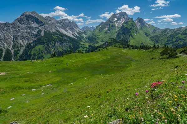 Альпійські Квіти Різнокольорових Луках Пік Під Назвою Червона Стіна Великій — стокове фото