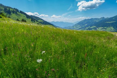 Walser, Vorarlberg 'in büyük vadisinde çiçeklenmiş çayırlarda renkli alp çiçekleri, dik dağ çayırları, arka planda orman ve dağlar, çiçek açan çayırlar.