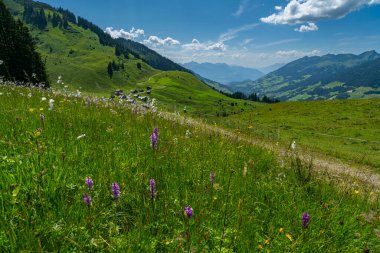 Grosswalsertal, Vorarlberg 'deki Alpe Steris' te renkli alp çiçekleri, arka planda dik dağ çayırları, orman ve dağlar, Avusturya 'da bir yaylada yamaç köyü.