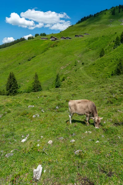İnek yürüyüş yolunda, Avusturya 'nın Vorarlberg kentindeki yeşil çayırlarda farklı renklerde inekler yatıyor. Alp 'te inekler ve sığırlar, renkli çiçekli çayırlar