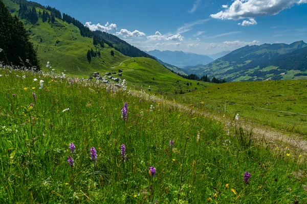 Coloridas Flores Alpinas Alpe Steris Grosswalsertal Vorarlberg Con Prados Montaña —  Fotos de Stock