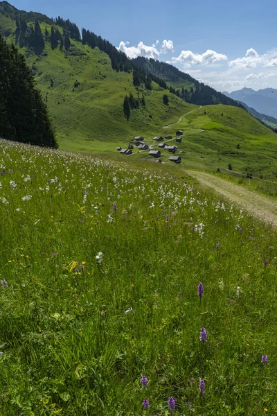 Coloridas Flores Alpinas Alpe Steris Grosswalsertal Vorarlberg Con Prados Montaña —  Fotos de Stock