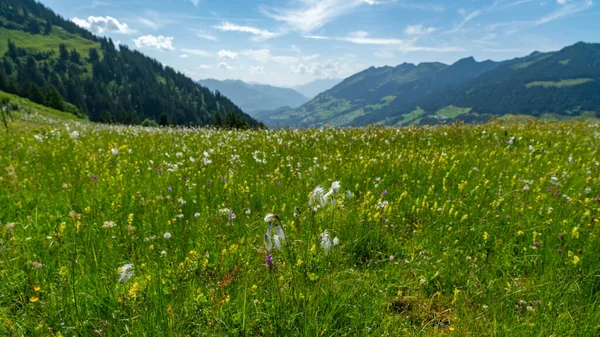 Coloridas Flores Alpinas Pastos Floreados Gran Valle Walser Vorarlberg Con —  Fotos de Stock