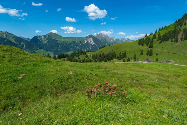 Színes Alpesi Virágok Alpe Steris Grosswalsertalban Vorarlbergben Meredek Hegyi Rétek — Stock Fotó