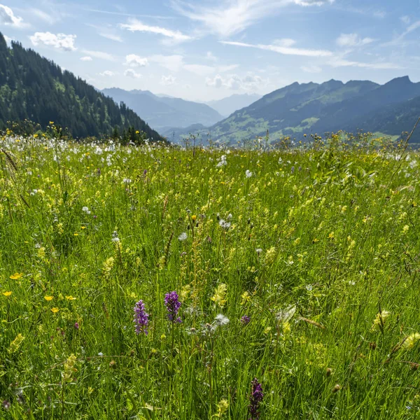 Coloridas Flores Alpinas Pastos Floreados Gran Valle Walser Vorarlberg Con —  Fotos de Stock