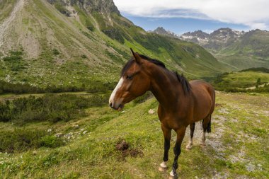 Atlar Bielerhhe yakınlarındaki yüksek vadide otlar, dağlarda çiçeklerle kaplı bir çayırda atlar, arka planda dik dağlar, Avusturya 'daki eski buzul vadisi