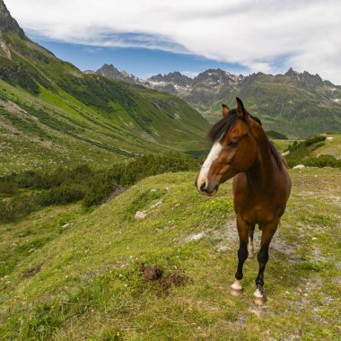 Atlar Bielerhhe yakınlarındaki yüksek vadide otlar, dağlarda çiçeklerle kaplı bir çayırda atlar, arka planda dik dağlar, Avusturya 'daki eski buzul vadisi