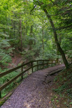 Ormanın içinden, ağaçların arasından vadiye giden patika. Masal diyarında ağaçlar ve çalılar büyümüş kayaların üzerinde duruyor. Işıkla dolu güzel büyülü yerlere eğlence yürüyüşü