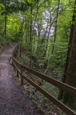 Ormanın içinden, ağaçların arasından vadiye giden patika. Masal diyarında ağaçlar ve çalılar büyümüş kayaların üzerinde duruyor. Işıkla dolu güzel büyülü yerlere eğlence yürüyüşü