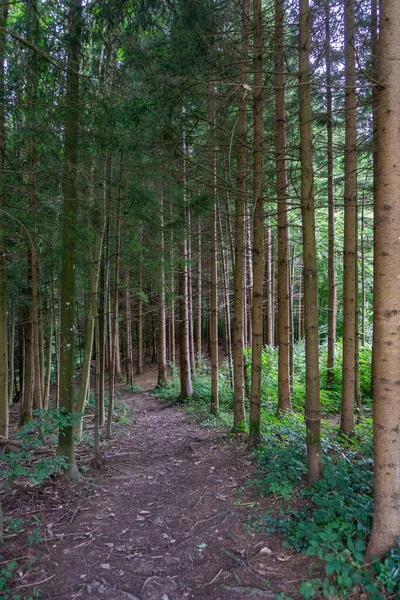통과하는 골짜기로 내려가는 사이의 발걸음 나무와 수풀은 동화의 땅에서 있습니다 — 스톡 사진