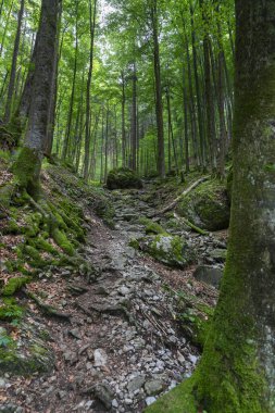 Merdivenler, ormanda adımlar, vadinin yukarısındaki ağaçlar arasındaki patika. Periler ülkesinde ağaçlar ve çalılar fazla büyümüş kayaların üzerinde duruyor. Sihirli bir şekilde aydınlatılmış güzel yerlere yürüyüş