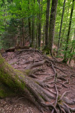 Ormanda kök patikası, ağaçların kökleri üzerinde yürüyüş yolu, ormanlık tepe, çok güçlü kök kolları ile