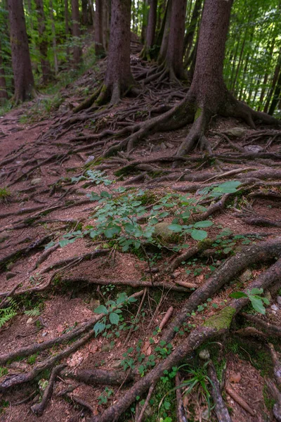 통과하는 나무가 우거진 언덕에있는 나무의 뿌리를 하이킹 트레일 — 스톡 사진