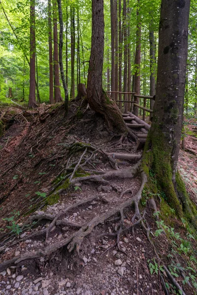 Root path through the forest, hiking trail over the roots of the trees in the wooded hill, with many strong root arms