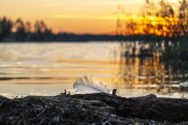 Avusturya, Vorarlberg 'deki Rhine Vadisi' nde Constance Gölü kıyısında bir tüyle gün batımı. Güneş suya yansıyor, sazlıklar ve ağaçlar tarafından çerçeveleniyor. Akşam kırmızısı, kırmızı, turuncu bulutlar. Keder