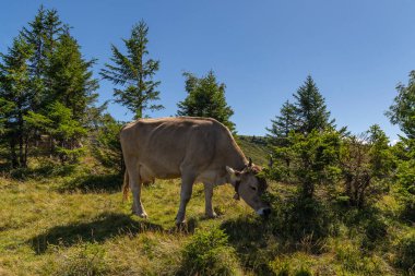 Sığırlar çayırlarda beslenir. Vorarlberg, Avusturya 'daki yeşil çayırlarda farklı renklerde inekler. Alplerdeki inek ve sığırlar, arka plandaki çayır ve dağ sıralarında, İnek yürüyüş yolunda uzanıyor.