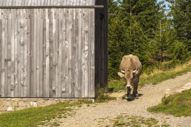 Sığırlar çayırlarda beslenir. Vorarlberg, Avusturya 'daki yeşil çayırlarda farklı renklerde inekler. Alplerdeki inek ve sığırlar, arka plandaki çayır ve dağ sıralarında, İnek yürüyüş yolunda uzanıyor.