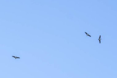 Kara leylek Bregenzerwald 'ın üzerinden güneye doğru uçuyor, mavi gökyüzünde kara leylek, kuş göçü, uçan kuş...