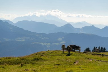 Yürüyüş yolunun yanında, Vorarlberg, Avusturya 'daki yeşil otlakta farklı renklerde inekler var. Alp 'te inekler ve sığırlar, arka planda sarı çimenler ve dağlar olan çayırlar, 