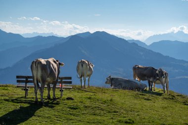 Yürüyüş yolunun yanında, Vorarlberg, Avusturya 'daki yeşil otlakta farklı renklerde inekler var. Alp 'te inekler ve sığırlar, arka planda sarı çimenler ve dağlar olan çayırlar, 